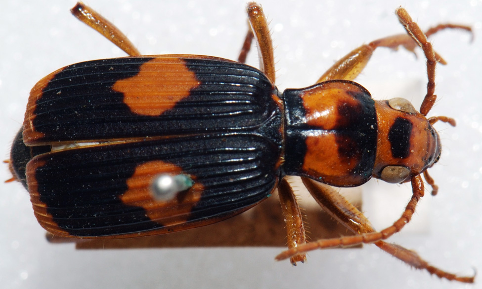 Bombardier beetle